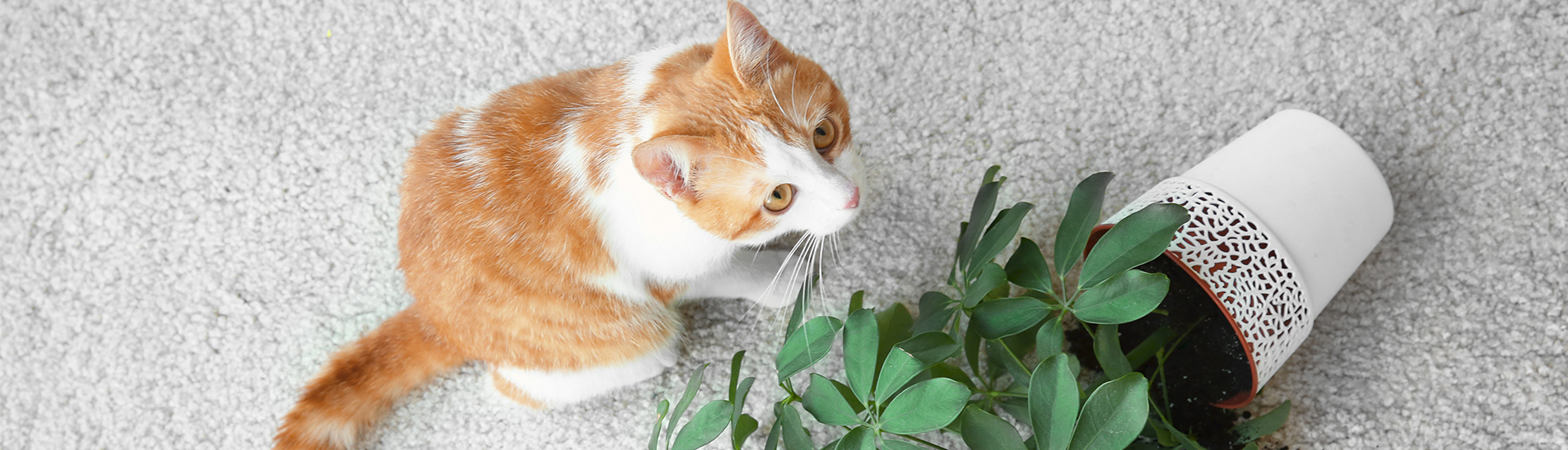chat et plante d'intérieur renversée