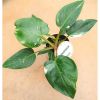 Philodendron White Princess Pot de 12