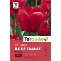 10 Tulipes Ile De France Triomphe Teragile