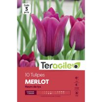 10 Tulipes Merlot Fleurs De Lys Teragile