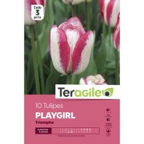 10 Tulipes Playgirl Triomphe Teragile