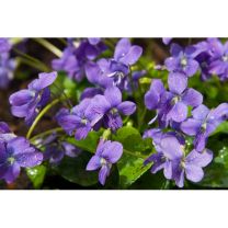 16 Plants de Violas