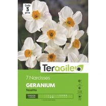 7 Narcisses Géranium Tazetta Teragile