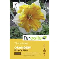 7 Narcisses Orangery Teragile