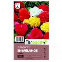 Begonias Teragile doubles en melange /15