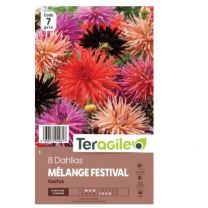 Dahlias Cactus Teragile Mix /8