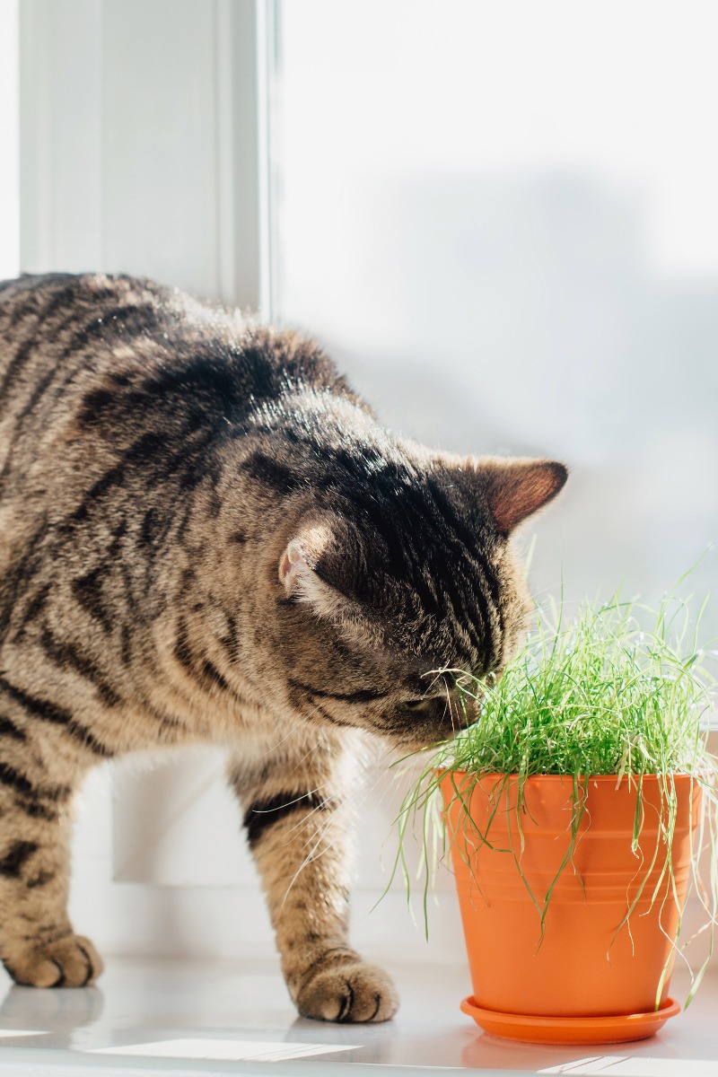 un chat avec un pot d'herbe à chat