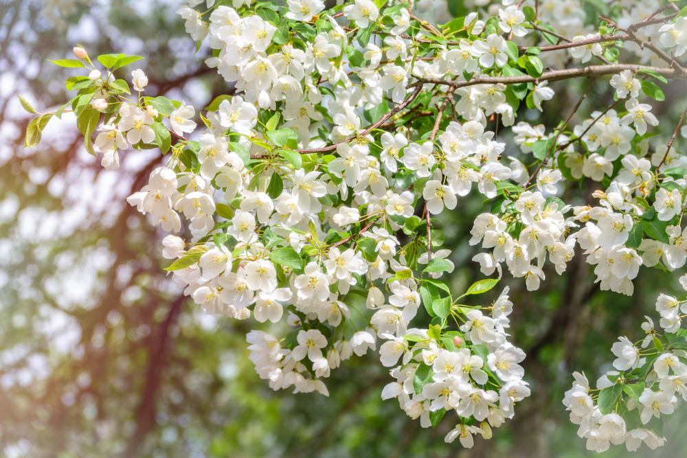 floraison du pommier en avril et en mai