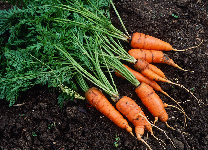 récolte des carottes en juin