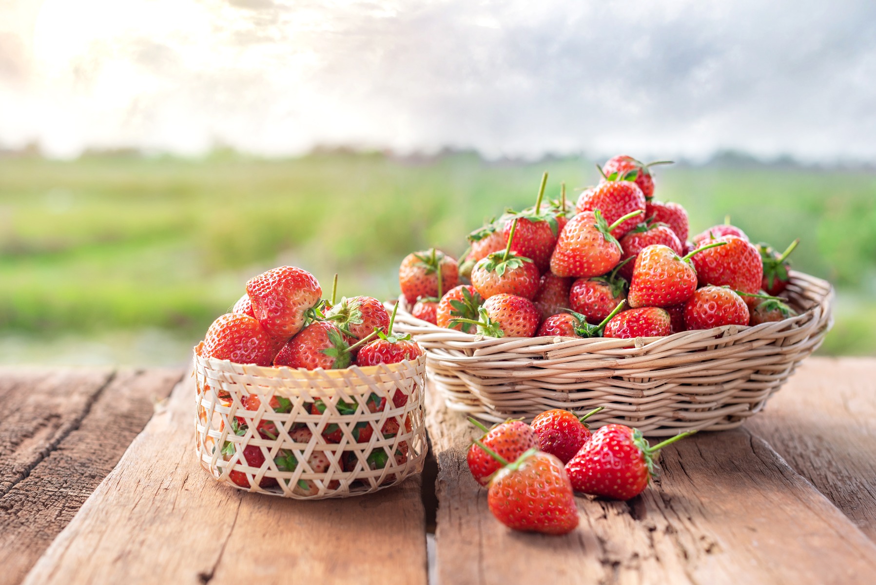 fraises récoltées dans un panier